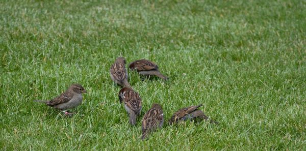 View of a bird on field