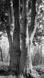 Close-up of tree trunk in forest