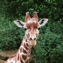 Close-up portrait of giraffe