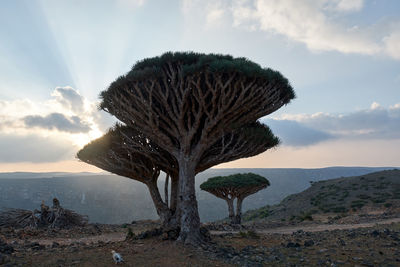 Socotra strange trees. dragon blood tree