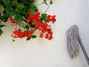 High angle view of red flowering plant against wall