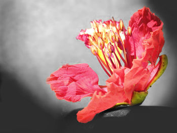 Close-up of pink flower against white background
