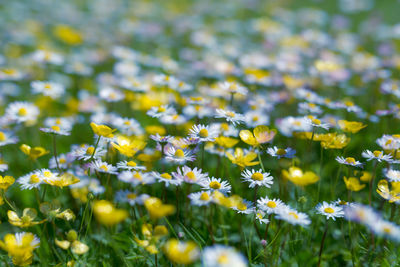 Close-up of flowers growing on plant