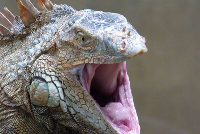 Close up of iguana