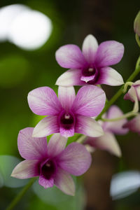 Close-up of pink flower