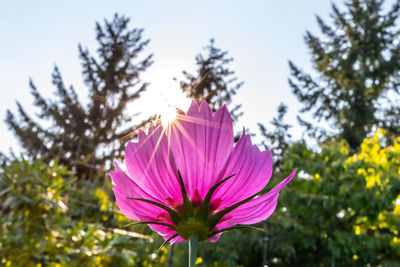 Close-up of pink flower against sky