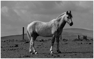 Horse standing on field against sky