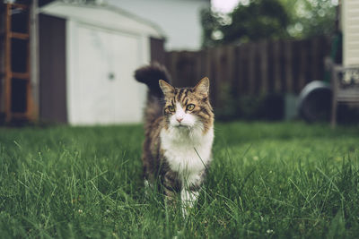 Cat walking in grass