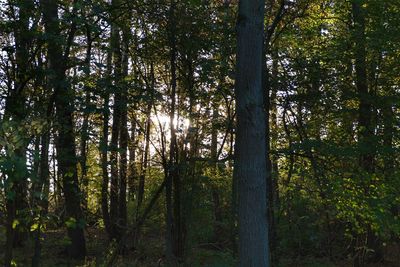 View of trees in forest