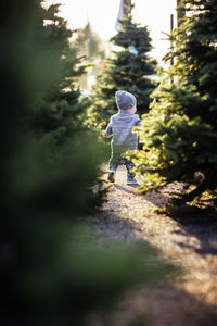 Rear view of baby boy walking on christmas tree farm