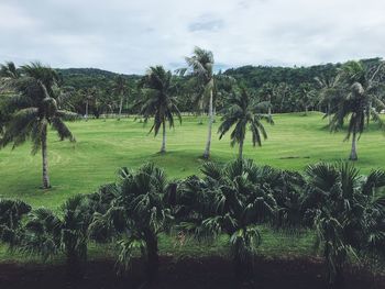 Scenic view of trees on field against sky