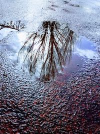 Reflection of trees in puddle on land