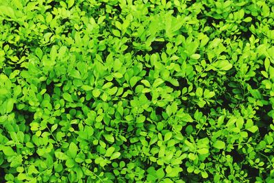 Full frame shot of fresh green leaves