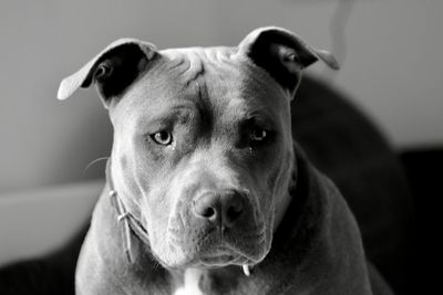 Close-up portrait of dog