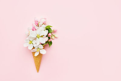 Close-up of pink flowering plant against white background