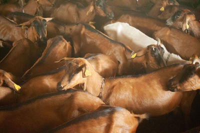 High angle view of sheep sleeping