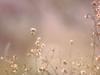 Close-up of plant against blurred background