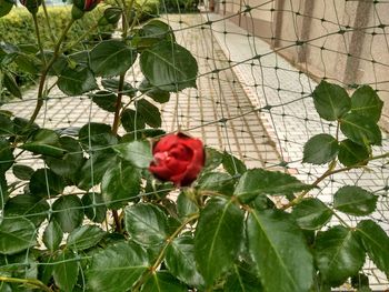 Close-up of red rose on plant