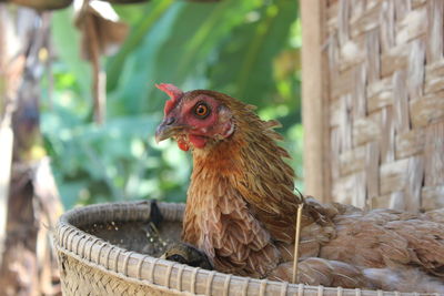 Close-up of a hen