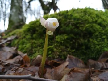 Close-up of flower growing on tree