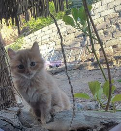 Portrait of cat sitting by plants