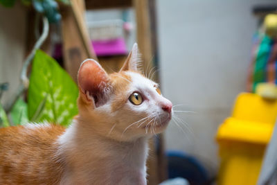 Close-up of cat looking away