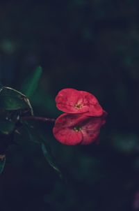 Close-up of red flower blooming outdoors