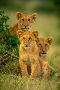 Lion sits in grass beside two others