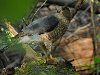 Close-up of eagle perching on rock