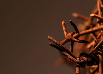 Close-up of rusty metal