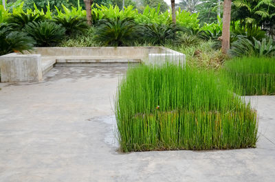 Plants growing in park