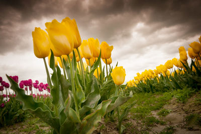 Low angle view of yellow tulips on field against cloudy sky