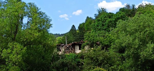 House amidst trees and plants in forest against sky