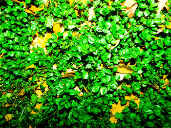 Full frame shot of fresh green grass in forest