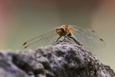 Close-up of insect on leaf