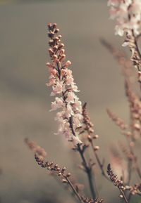 Close-up of pink cherry blossoms in spring