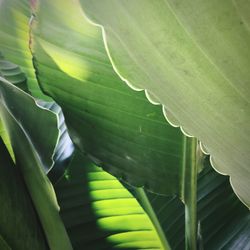Close-up of green leaves on plant
