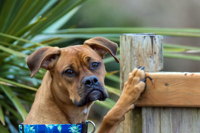 Close-up of dog