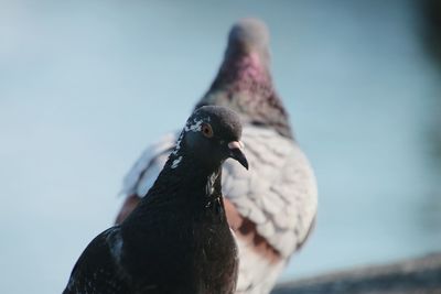 Close-up of pigeons against sky