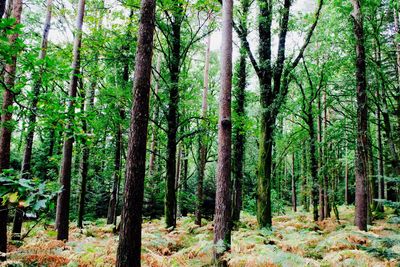 View of bamboo trees in forest