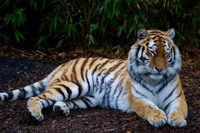 Cat resting on a land