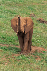 Elephant standing in a field