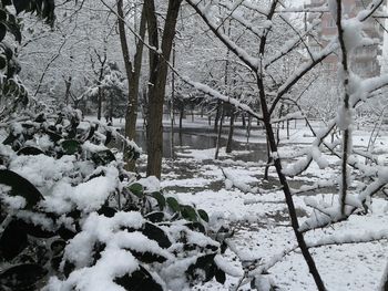 Bare trees on snow covered landscape