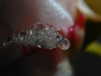 Close-up of water drops on leaf