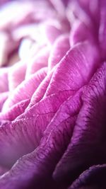 Full frame shot of pink flower