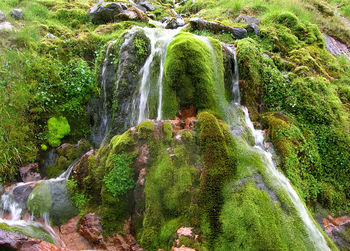 Scenic view of waterfall in forest