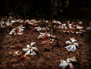 Close-up of flowers on field