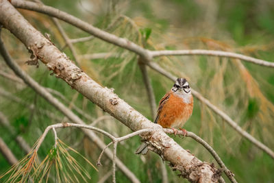 Close-up of a bird perching on branch