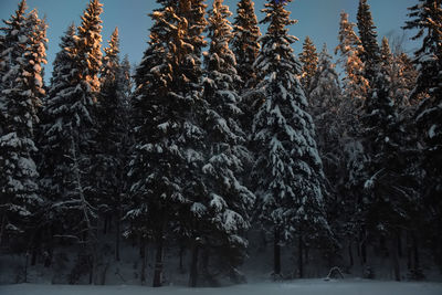 Trees in snow covered forest