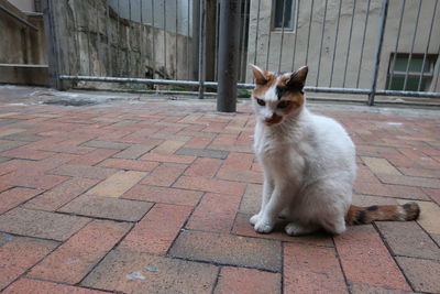 Cat sitting on footpath